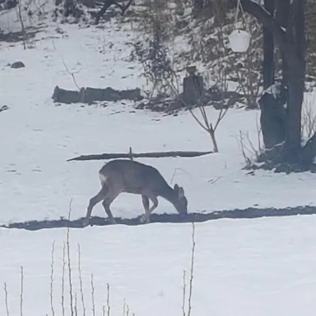 Marysin Makow Podhalanski