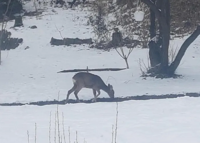 Marysin Makow Podhalanski